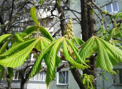 К концу недели погода в Харькове испортится: прогноз на пятницу, 10 апреля