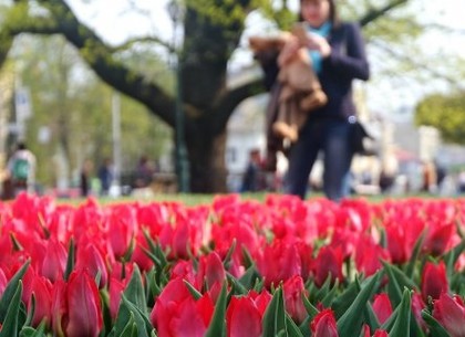 У Харкові триває весняна висадка квітів