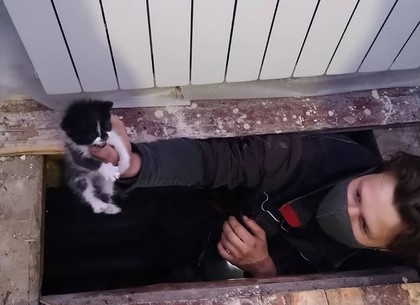 В Харькове жильцы квартиры разобрали пол, чтобы спасти котенка (ФОТО)