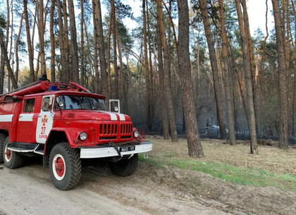 Пожарные 8 часов тушили сосновый лес в Циркунах (ВИДЕО, ФОТО)