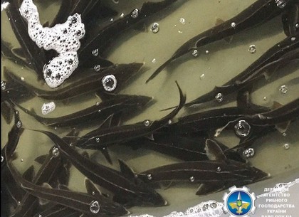 В водоемы Киевщины и Харьковщины выпустили более 5 тонн стерляди, карпа и растительноядных видов рыб