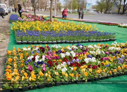 Бізнесмени подарували харківським лікарням 10 тисяч квітів (ФОТО)