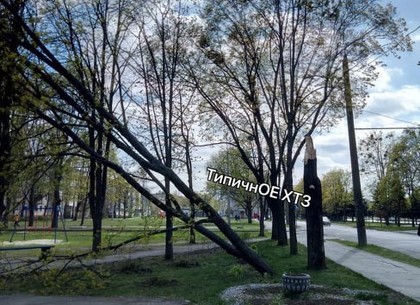 У Харкові через негоду впало близько 20 дерев