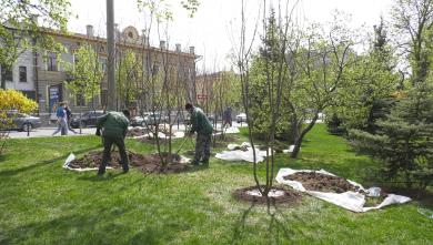 В саду Шевченко озеленители высадили диковинные деревья (ВИДЕО)
