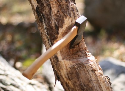Роковой поход за добычей: на черного лесоруба упало дерево