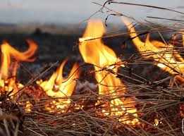 Купянским молочникам сожгли несколько тонн дефицитного сена и дров (ФОТО)