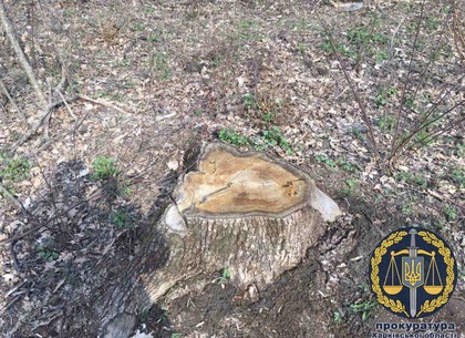Миллионные убытки от черных лесорубов: чиновник не замечал незаконных  порубок (ФОТО)