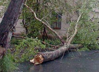 У Харкові через негоду за добу впало 20 дерев