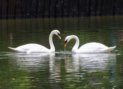 В озере парка Горького появились птицы из Харьковского зоопарка (ФОТО)