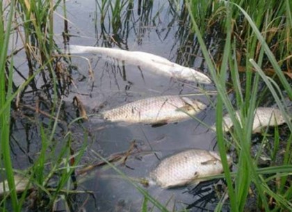 В реке Уды – массовая гибель толстолобиков