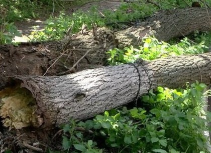 У Харкові через негоду впало близько двох десятків дерев