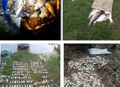 Сколько браконьеров поймали в мае, рассказали в рыбоохранном патруле