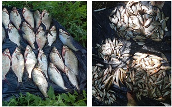 Нарушители нанесли более 36 тысяч убытков рыбным запасам Украины