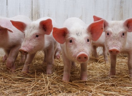 На стихийных рынках в двух областях Харьковщины обнаружили африканскую чуму свиней