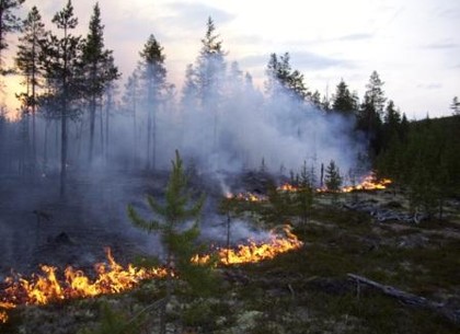 Под Харьковом снова горят леса