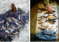 Два десятка рыбаков-нарушителей выявили за неделю