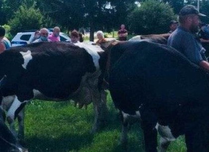 Протест с коровами в Циркунах: председатель общины рассказал, кому раздали земли