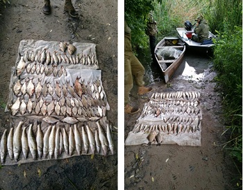 Нарушитель рыбной ловли нанес более 14 тысяч убытков