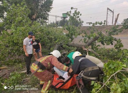Под Харьковом на женщину упало дерево (ФОТО)