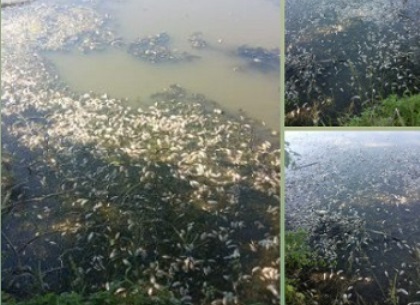 Мор рыбы зафиксировали еще на одном водоеме Харьковщины