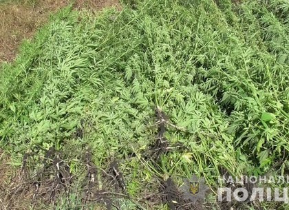 Местный огородник выдавал коноплю за кукурузу (ФОТО)