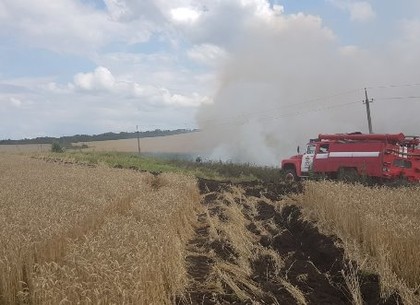 По трассе на Белгород горело пшеничное поле (ФОТО)