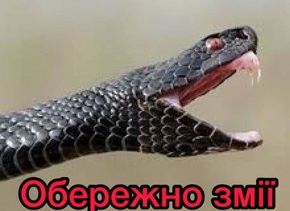 Мужчину укусила змея на пляже базы отдыха под Харьковом