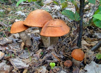 83-летняя харьковчанка отравилась грибами