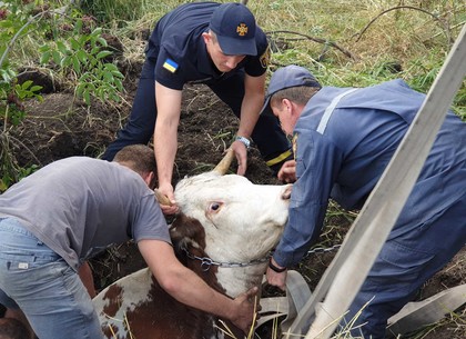Спасатели достали корову из заброшенного колодца (ФОТО)