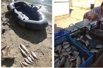 Рыбнадзор подсчитал убытки от браконьеров