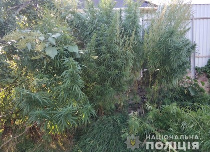 Полицейские помешали собрать урожай наркофермеру под Харьковом