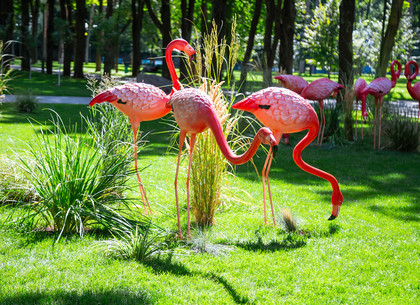 В парке Горького поселилась стая фламинго (ФОТОРЕПОРТАЖ)