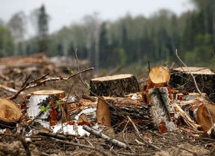 Поджоги лесов могут быть попыткой скрыть массовые незаконные вырубки от прокурорских проверок