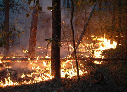 Пожары: еще один участок леса в огне (ФОТО, ВИДЕО, Обновлено)