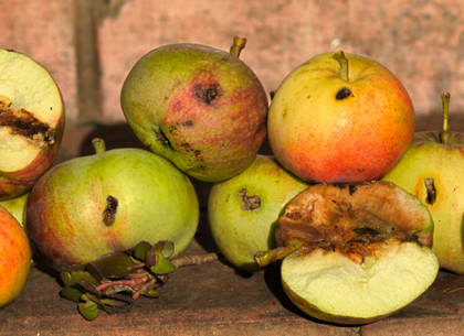 Десятая часть урожая яблок на Харьковщине поражена паршой и яблони - тлей и клещами