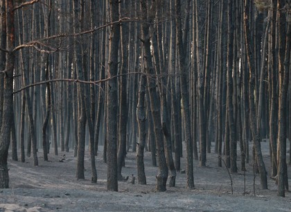 Лесные пожары в Двуречанском районе потушены, – ГСЧС