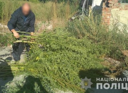 Огород конопли выявили на окраине Харькова (ФОТО)