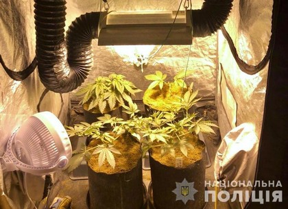 Харьковчанин обустроил наркотеплицу в квартире (ФОТО)