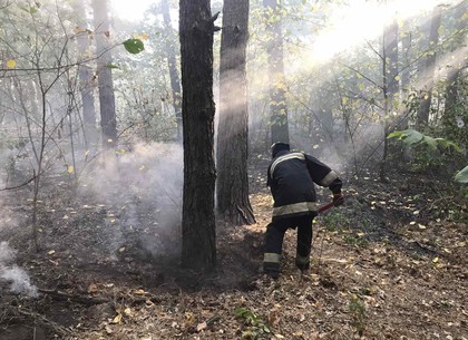 Возле Натальино горел лес (ФОТО)