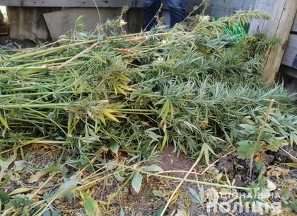 У жителя Харьковщины изъяли почти 200 кустов конопли