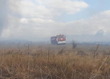 ФОТОфакт: как пожарные спасли лес от огня (ГСЧС)