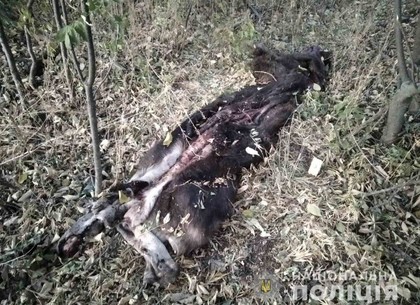 ВИДЕО: В лесу под Харьковом нашли шкуру лося (ГУ НП)