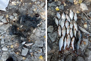 Незаконно выловленная рыба обошлась в тысячу гривен за килограмм (Рыбнадзор)