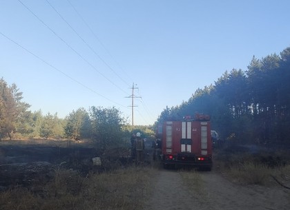 ФОТОфакт: Под Ковшаровкой пожарные спасли лес от огня (ГСЧС)