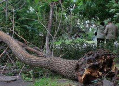 В Харькове из-за непогоды упало семь деревьев (Горсовет)