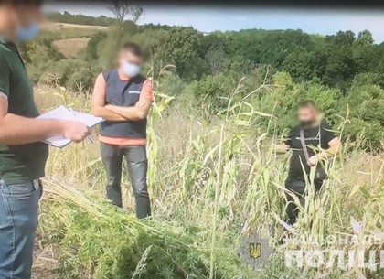 Устроил наркоплантацию в огороде: противозаконному фермеру светит до 8 лет тюрьмы (МВД)