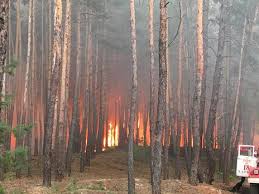 На Харьковщине горел лес в Купянском районе (ХОГА)