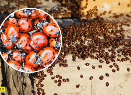 ВИДЕО: Новая аномалия: Харьков оккупировали полчища насекомых-хищников (РБК Украина)