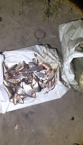 На Оскольском водохранилище задержали очередного браконьера (Рыбнадзор)