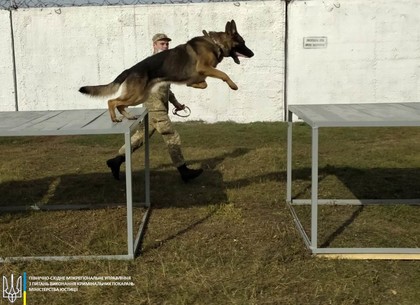 ФОТО: В Покровской колонии для служебных собак создали новые препятствия (СВУИУН)